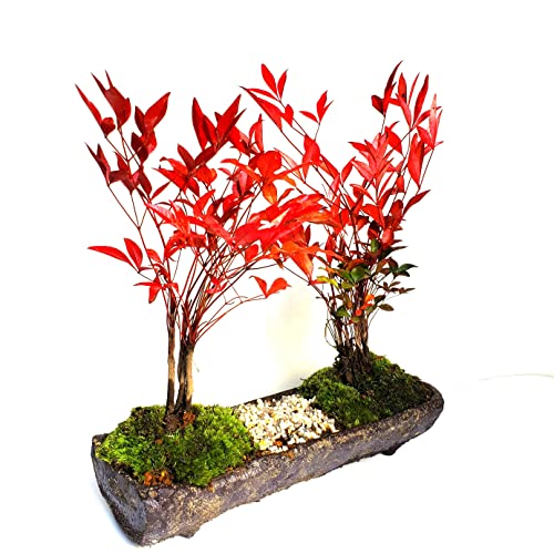 【春から秋は葉が緑色】南天のミニ盆栽 くらま岩器風長方鉢 並木道 ぼんさい ボンサイ なんてん ナンテン 小品盆栽 bonsai BONSAART