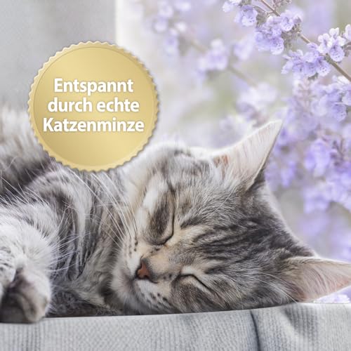 Felisept Home Comfort Beruhigungshalsband - Beruhigungsmittel für Katzen - Katzen Beruhigungsmittel mit natürlicher Katzenminze & ohne Pheromone Katzen