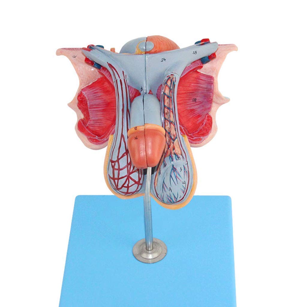 Educational Model Male Reproductive Model Genital Organs Model Anatomical Human Body Model Human External Genital Anatomical Model,Medical Models