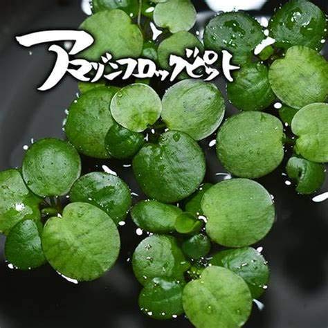 Amazon めだか街道 アマゾンフロッグピット 5株セット 浮草 ノーブランド 生体水草 通販 Amazon めだか街道 アマゾンフロッグピット 5株セット 浮草 ノーブランド 生体水草 通販