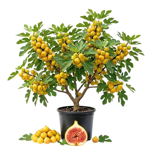 Gold Fig Tree Live Plant for Planting 1-2 Tall in 1 Gallon Pot Sweet Fig Fruit Tree Cold Hardy High Yield Fruit Indoor Outdoor Garden No Ship to CA