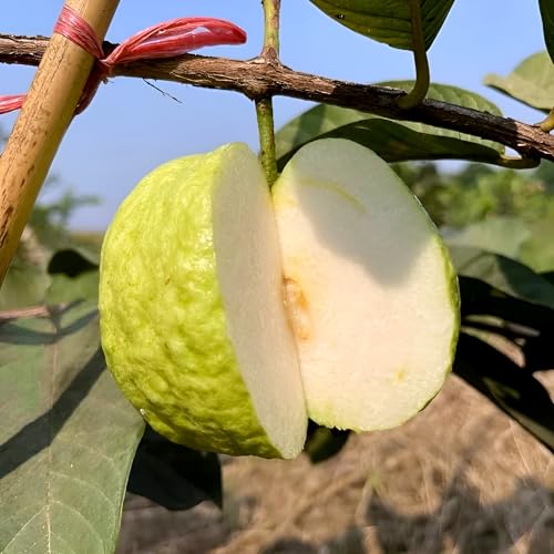 Image of Hidden Enterprise Thai 7 Guava Live Fruit Plant Premium Thai Sweet Variety | Height 1.5-2 Feet | Without Pot | Ideal for Home Garden Balcony Terrace Outdoor Growing with Healthy Roots