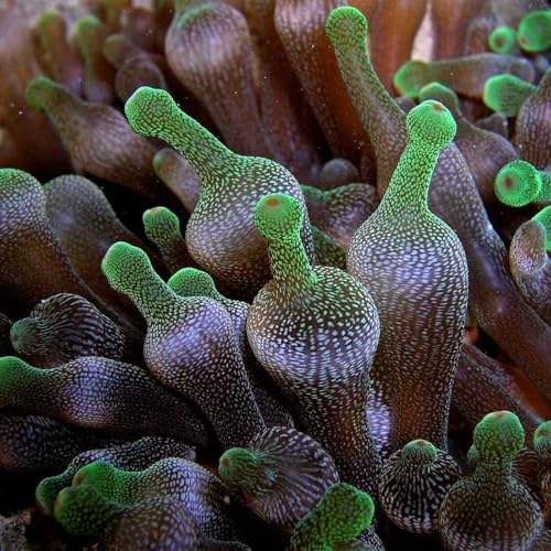 Facts: The Bubble-Tip Anemone