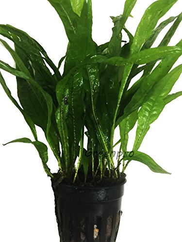Greenpro Microsorum Pteropus Hardy Leaf Black Forest Asian Java Fern Potted Live Water Aquatic Aquarium Plants for Freshwater Fish Tank - Thumbnail 5