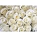 Produktbild Vlies Fototapete 350x245 cm PREMIUM PLUS Wand Foto Tapete Wand Bild Vliestapete - Blumen Rose Blüten Natur Liebe Love Blüte Weiß - no. 0184