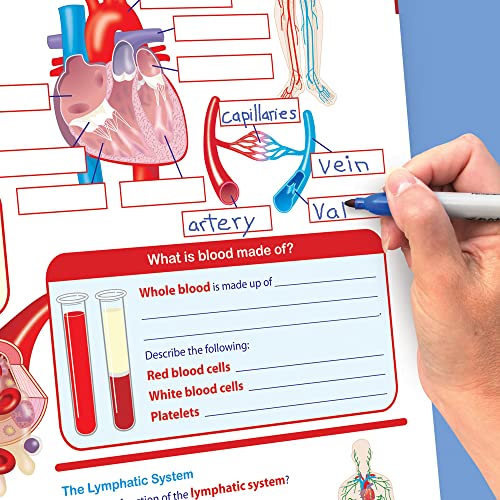 Image of NewPath Learning Human Body II: Providing Fuel & Transportation Laminated, Double-Sided inchWrite-On /Wipe-Off inch Flip Chart - Set of 10, 12 inch x 18 inch Charts (34-6732)
