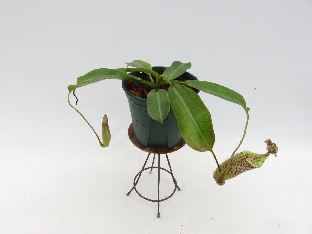 Amazon.co.jp: N.burbidgeae BE-3848-S 5号現品限りネペンテス 食虫