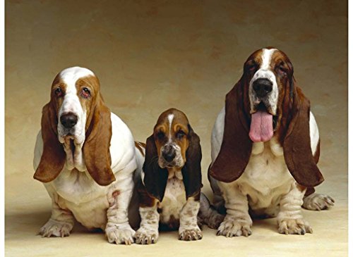 Sim,500 Pieces Wood Jigsaw Puzzle, Perfect Choice for The Puzzle Lover 20.6 X 15.1 inch Nobleness Present in Box Present-Wrap : Basset Hound Three Dogs