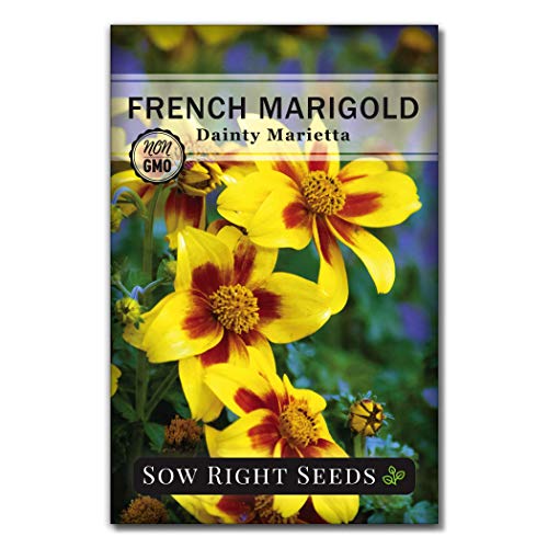 Sow Right Seeds - Dainty Marietta French Marigold Seed for Planting Flowers
