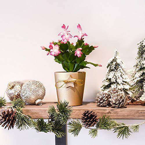 Christmas Cactus in Colour Pot with Star & Bow 1 x 9cm Pot – Flowering Houseplant in 9cm Pot | Pink & White Blooms, Festive Gift, Exotic Indoor Plant by Thompson & Morgan