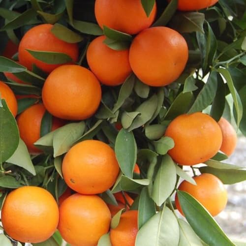 Image of All-Time 12 Months Hybrid GRAFTED Darjeeling Orange Plant Live Fruit Plant Original & Authentic Organic Tree for Outdoor Fast-Growing Fruit Plant Home Gardens Pack Of-1