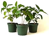 9Greenbox Arabica Coffee Plant Pot Set, 3 Inch x 4 Inch, (Pack of 3) Live Plant Ornament Decor for Home, Kitchen, Office, Table, Desk - Attracts Zen, Luck, Good Fortune - Non-GMO, Grown in the USA