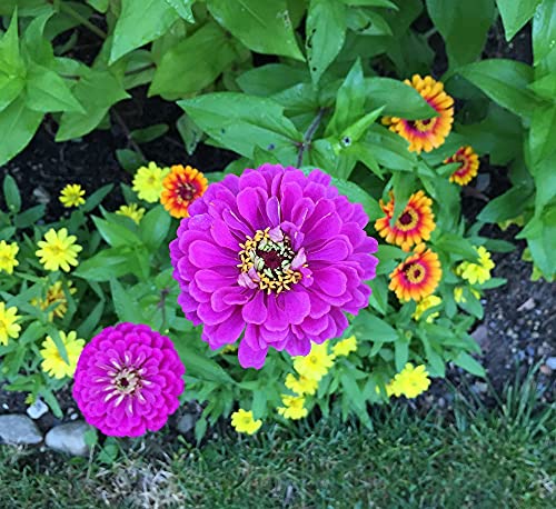 Earthpods Organic Flower Food Fertilizer Spikes – Slow Release Bloom Booster Sticks (100 Concentrated Capsules) – Potted Roses – Easy: Push In Soil & Water – No Liquid, Mess Or Smell – Made In Usa #TOP4