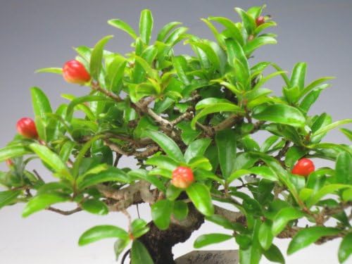 盆栽 ネジ幹ザクロの鉢植え盆栽(3173)【現品】 My Punica granatum(捻