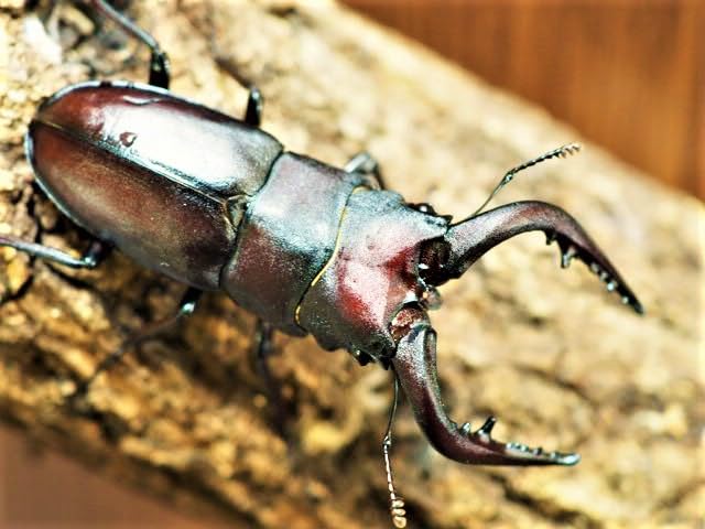 Amazon | 【生体】天然 ノコギリクワガタ 水牛タイプ 成虫 ペア from