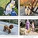 Cute Small Dog Harness with Daisy Embroidery, Breathable Dog Vest Adjustable Pet Puppy Harness Suitable for Walking, Running, Training, Everyday Wear