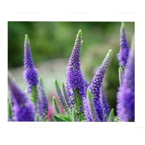 Sachet de graines de Véronique vivace en épi à fleur bleue - 0,5 g - fleur vivace - LES GRAINES BOCQUET