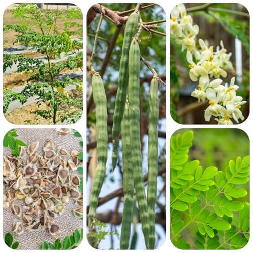 semillas de moringa para plantar semillas de árboles, semillas de bonsái de interior árbol de moringa Plantas verdes, decoración de jardines para exteriores, plantar semillas, plantar 18pcs