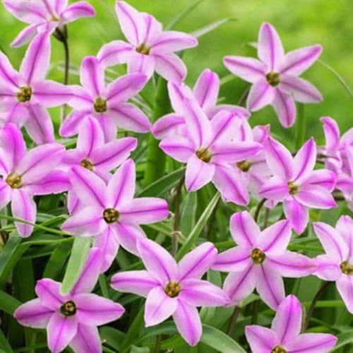 Lampadine Profumate,Bulbi Di Giglio Di Pioggia,Fiori Decorativi,Naturale, Salutare,Purificazione Dell'Aria,Lungo Periodo Di Fioritura-5 Bulbi-B