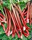 Plantapro Rheum rhabarbarum Red Champagne