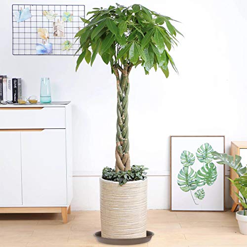 Tite Plant Saucer 16 Inch,Heavy Large Planter Durable Thicker Plastic Plant Trays For Indoors And Outdoor,Plant Saucer Drip Trays,Brown (16 Inch,Brown) #TOP6