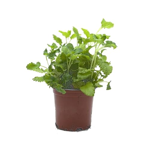 Planta Natural de Melisa - Planta Aromática Viva de Interior y Exterior Fácil de Cuidar - Huerto Urbano y Jardín - Altura: 20 cm - Maceta de 10 cm