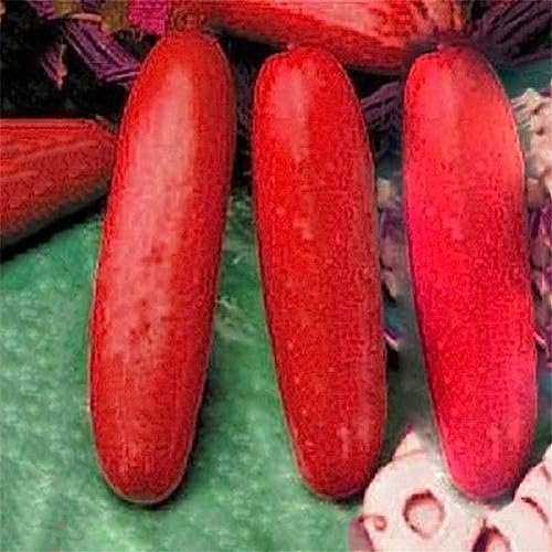 SANWOOD 50pcs semi di cetriolo per la casa piantagione da giardino, semi di cetriolo rosso cucumis sativus vegetale domestico giardino pianta semi di frutta