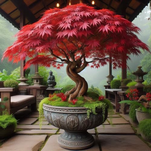 Image of Dwarf Redleaf Maple Tree Seeds - 50+ Seeds - Grow Indoor & Outdoor - All Seasons - Japan and Korea Origin