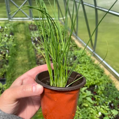 Planta Viva del Cebollino Allium Schoenoprasum Planta para Huerto y Jardín