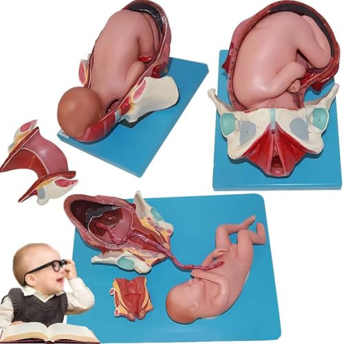 Modèle de naissance pelvienne flexible pour rassurer les futures mamans