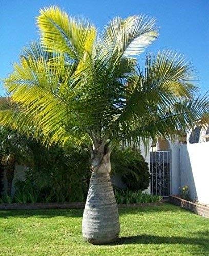 Bottle Palm Plant - Healthy Live Ornamental Plant Pot (B08W9WDKB5) Amazon Price History, Amazon Price Tracker