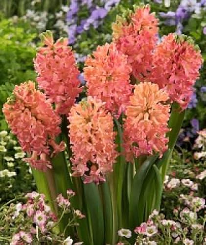 5 Sweet Invitation Hyacinth Bulbs - Bare Root 16-17 cm Zones 4-10 (Pre-Chilling Required for Zones 8-10) Gorgeous Spring Blooms