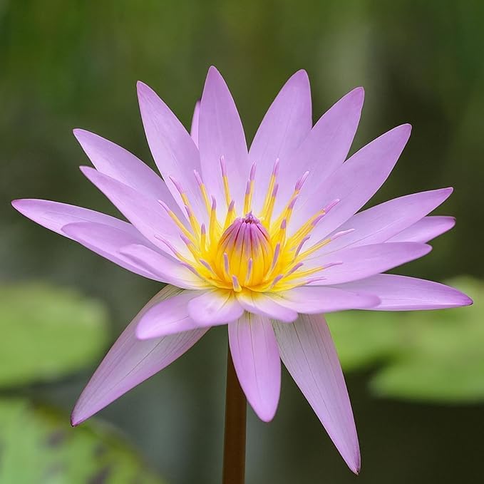 Tropical Water Lily Bulb-image-41