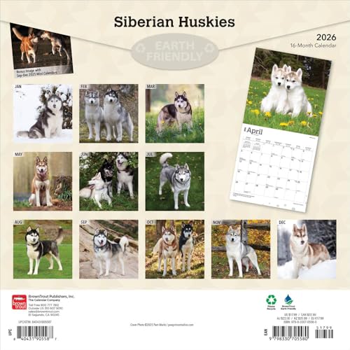 Siberian Huskies | 2026 12 x 24 Inch (Hanging) Monthly Square Wall Calendar | Plastic-Free | BrownTrout | Animal Dog Breeds - image 2
