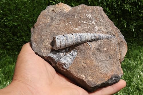 Image of Natural Orthoceras Fossil Plate from Devonian Period Fossil from Morocco A264