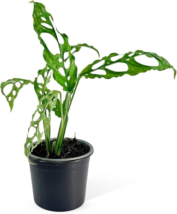 LEAL PLANTS ECUADOR Monstera Obliqua