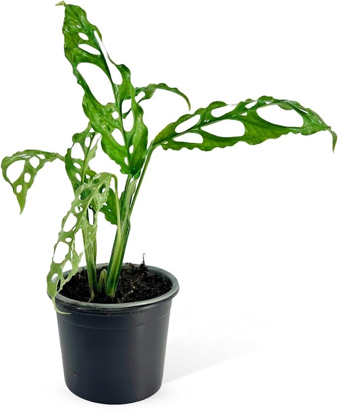 LEAL PLANTS Monstera Obliqua Perú