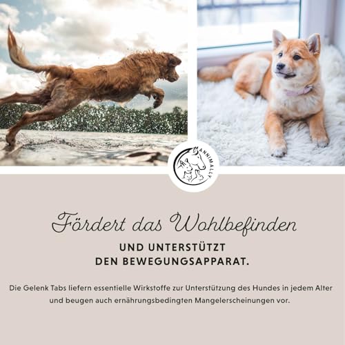 Gelenktabletten für Hunde mit MSM, Grünlippmuschel, Teufelskralle, Glucosamin & Hyaluron - 2 Dosen á 120 Gelenke Tabletten für Hunde - Hohe Akzeptanz beim Hund durch kleine Tabletten - Doppelpack