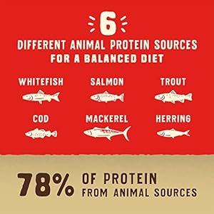 Stella & Chewy’s Wild Pink Dry Canine Meals Uncooked Coated Excessive Protein Healthful Grains Ocean Recipe, 21 lb. Bag