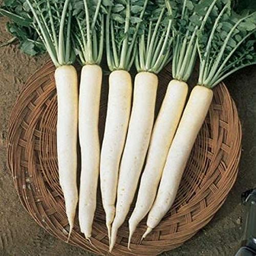 F1 Hybrid Radish Seeds (30 Seeds), Muli Seed, Hydroponics Seeds, Mullangi Seed, Sambhar Mullangi Seed, Muli Beej, Desi Variety Radish White Mooli Seeds ???? ??? (B09YHMQL7S) Amazon Price History, Amazon Price Tracker