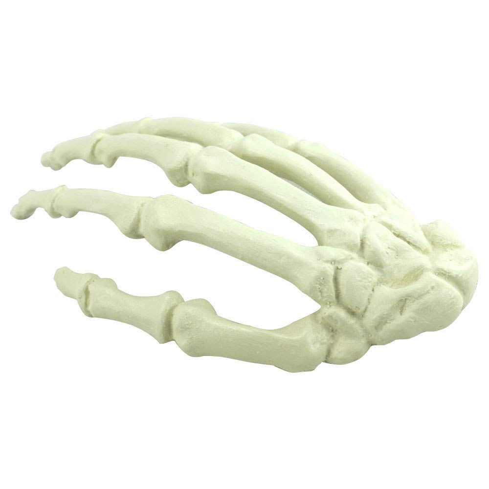Sjdopulse Hand Bone Phalanx Model - Simulation Bone Model Artificial Cortical Bone Cancellous Bone Implant Model - For Orthopedics Study Display Teaching Medical Model