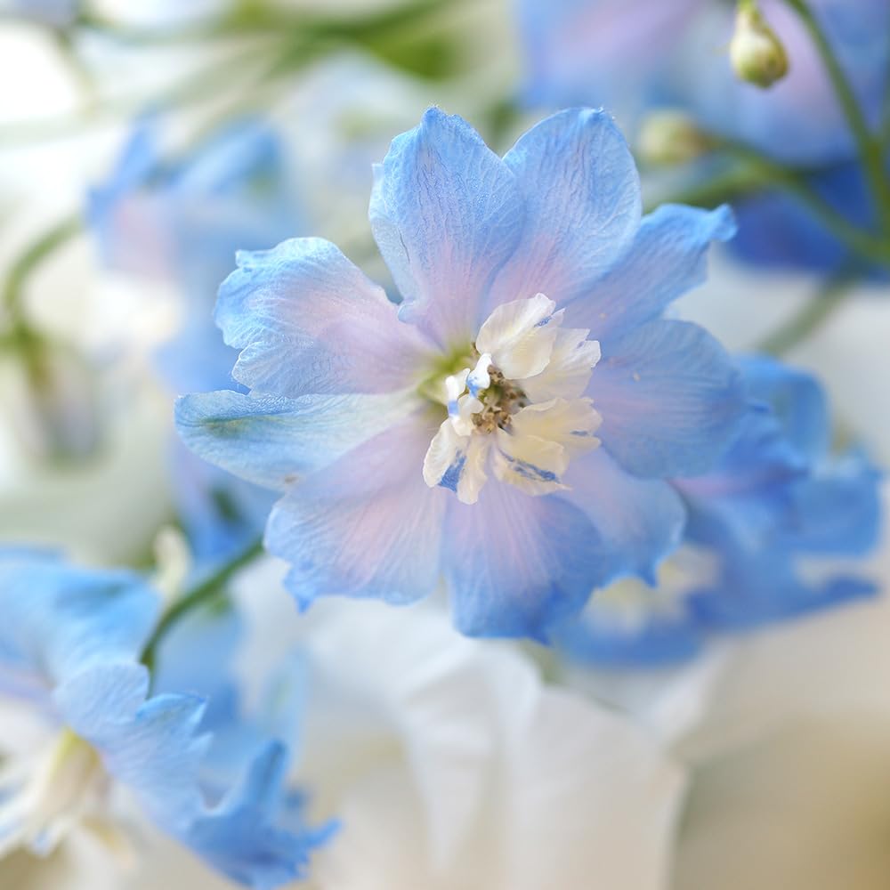 Amazon.co.jp: ITANSE デルフィニウム ハンキードリー スカイ