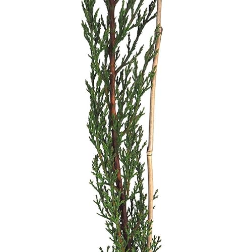 Ciprés Natural Árbol de Exterior con Hojas Verdes Ideal para Crear Cercados