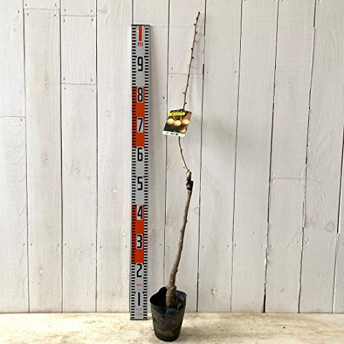 銀杏 苗木 金兵衛 13.5cmポット苗 きんべえ いちょう 苗 イチョウ ぎんなん ギンナン