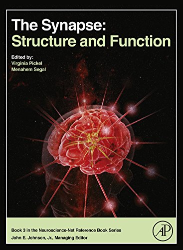  The Synapse: Structure and Function (Neuroscience-Net Reference Book 3) (English Edition)