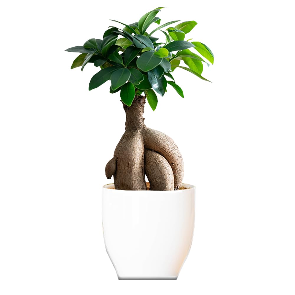 がじゅまる 4号