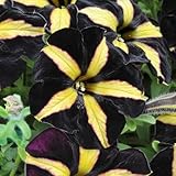 350+ Black Petunia Seeds for Planting - Petunia Flowers Seeds Garden Hanging Baskets Flowers Annual Petunia Plant Seeds