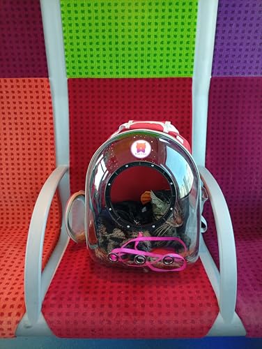 Sac capsule petit chat sac à dos de transport pour animaux