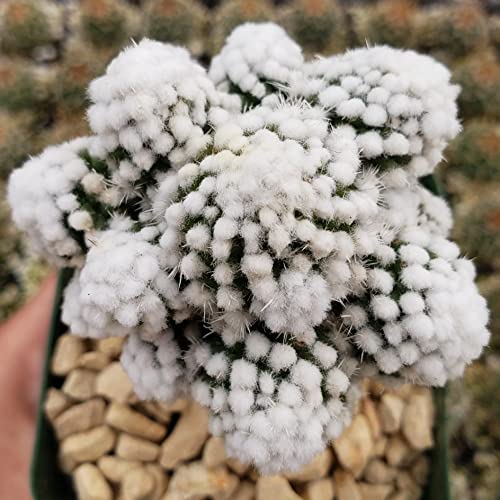 Planet Desert Mammillaria Gracilis Cv. Oruga Grafted Cacti Cactus Succulent Real Live Plant #TOP5