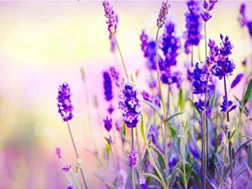 Peinture au diamant 5D kit fleurs pourpres, le cadeau d'anniversaire créatif